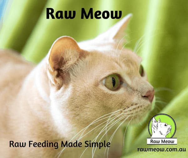 Raw-Meow