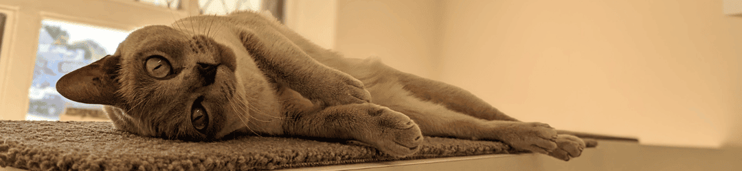 Furbaby Retreat booking banner (1080 x 250 px)